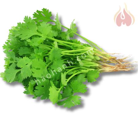 CILANTRO