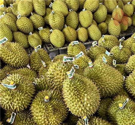 DURIAN