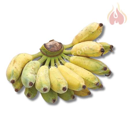 FRESH BANANAS FOR EXPORT