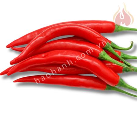 FRESH CHILI FOR EXPORT