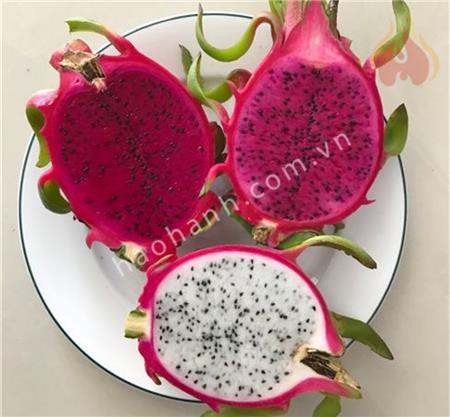 FRESH DRAGON FRUIT - GLOBALG.A.P.
