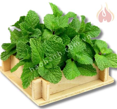 MINT - Rau Húng lủi
