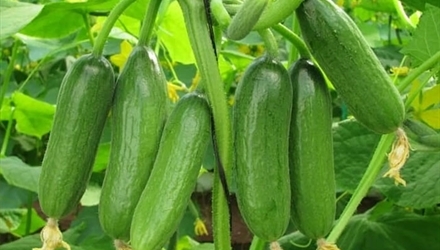 Dưa Baby - TSBio Hảo Hành